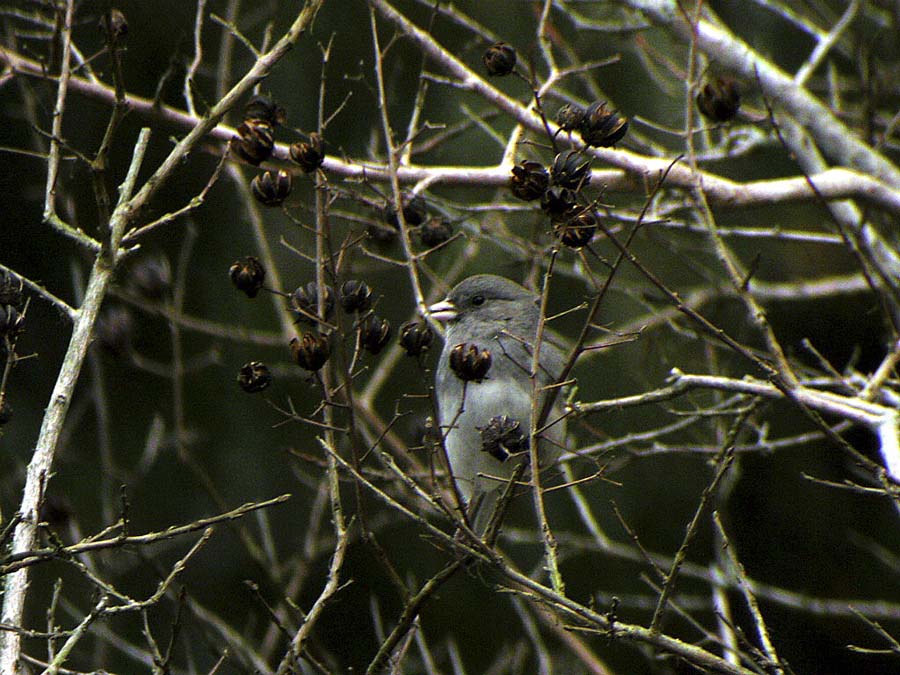 Dark-eyed Junco(Slate-colored)-2.jpg