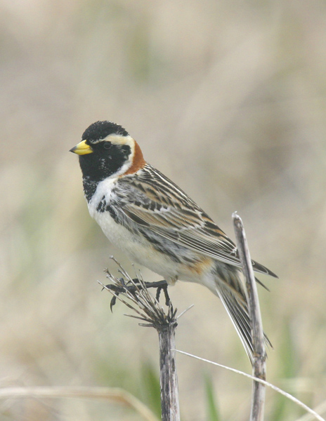 Lapland Longspur-3.jpg