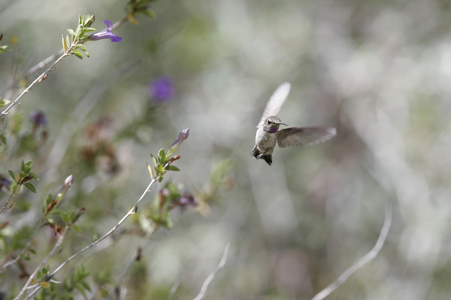 Annas Hummingbird-4.jpg