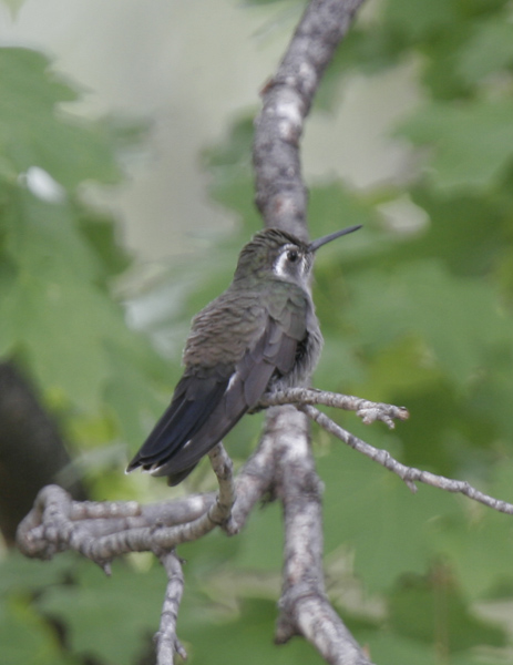 Blue-throated Hummingbird-2.jpg