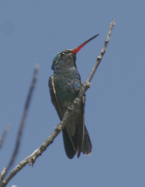 Broad-billed Hummingbird-2.jpg
