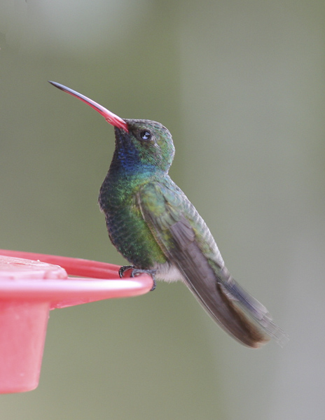 Broad-billed Hummingbird-4.jpg