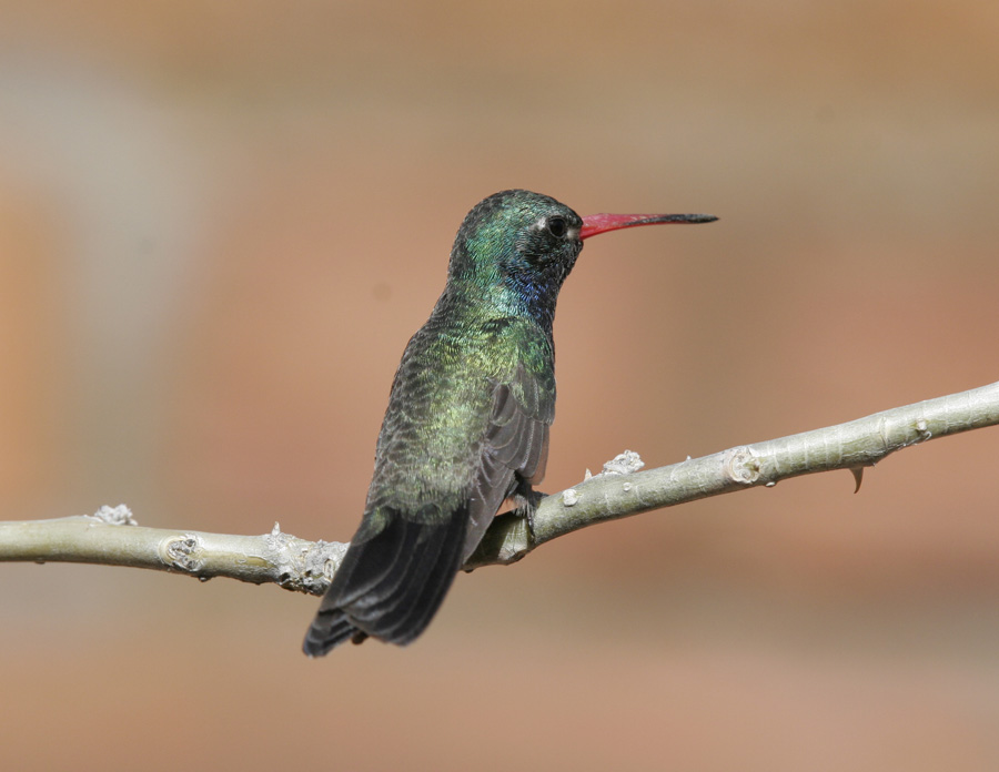 Broad-billed Hummingbird-5.jpg