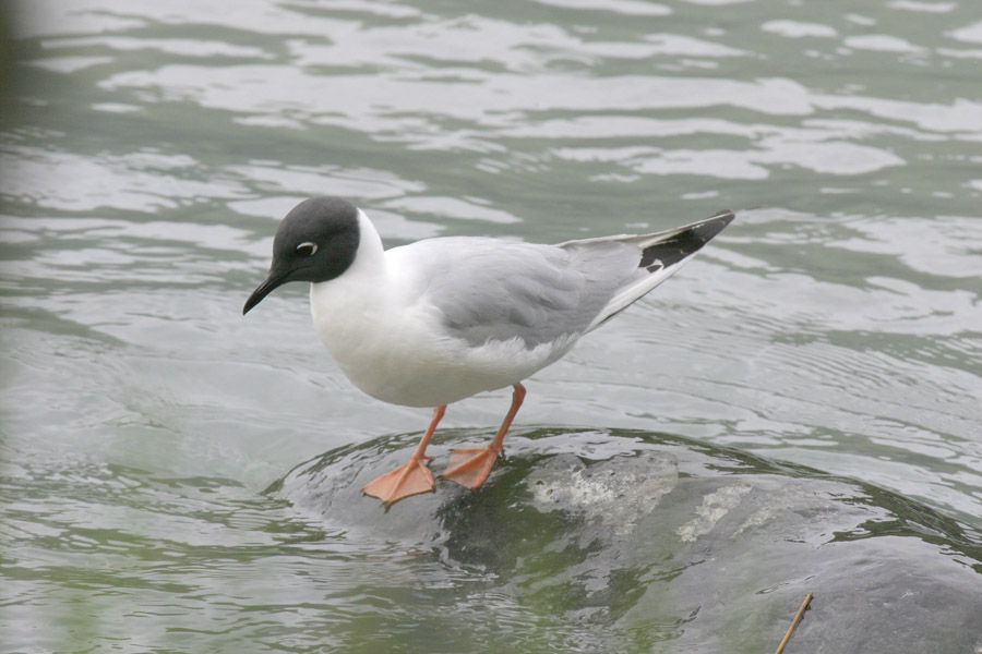 Bonapartes Gull-2.jpg