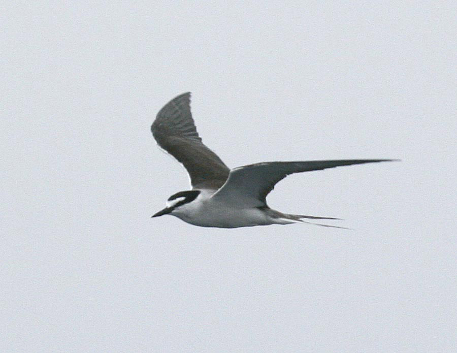 Bridled Tern-1.jpg