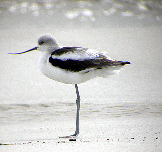 Avocet-2.jpg