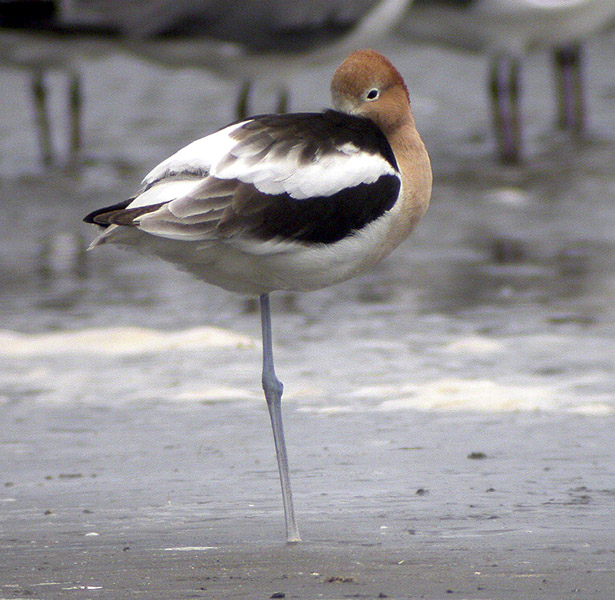Avocet-4.jpg