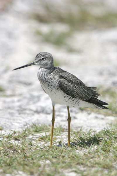 Greater Yellowlegs-3.jpg