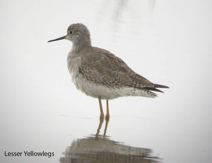 Lesser Yellowlegs-1.jpg