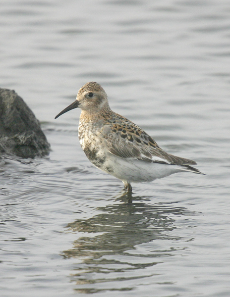 Rock Sandpiper-4.jpg