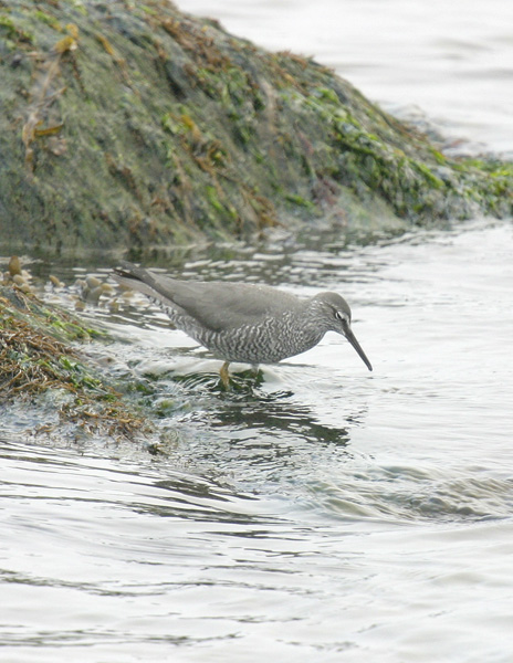 Wandering Tattler-1.jpg