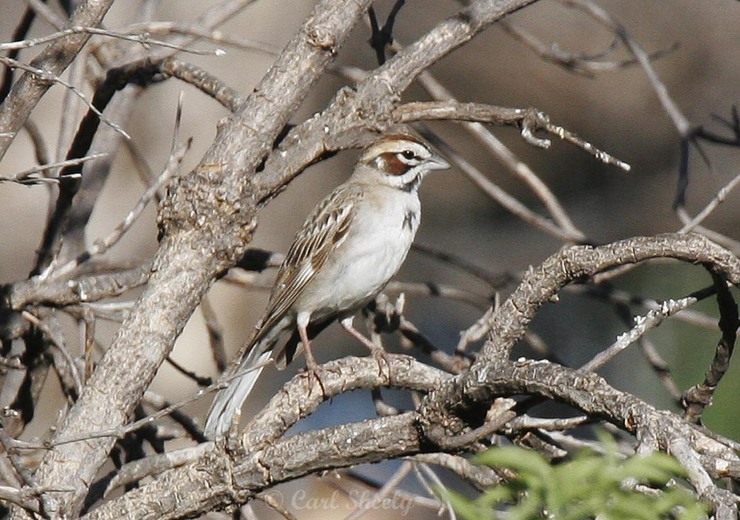 Lark Sparrow-3.jpg