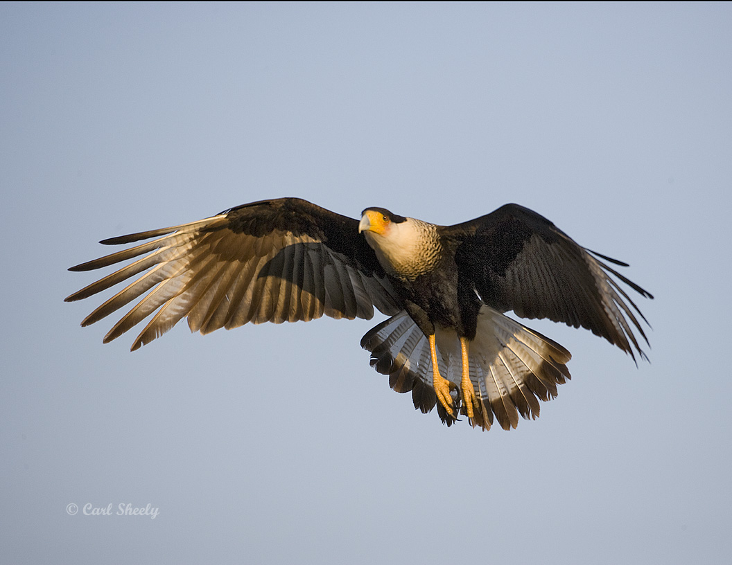 Caracara-3.jpg