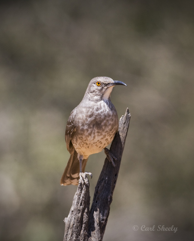 Curve-billed Thrasher 5875.jpg