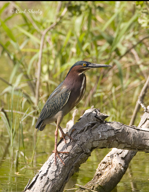 Green Heron-4 SoTex.jpg