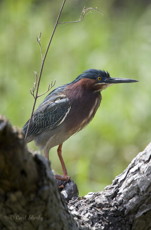 Green Heron  SoTex.jpg