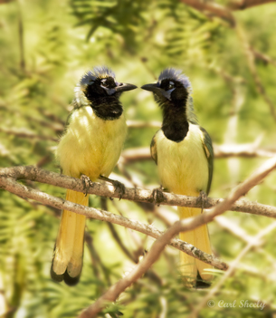 Green Jays.jpg