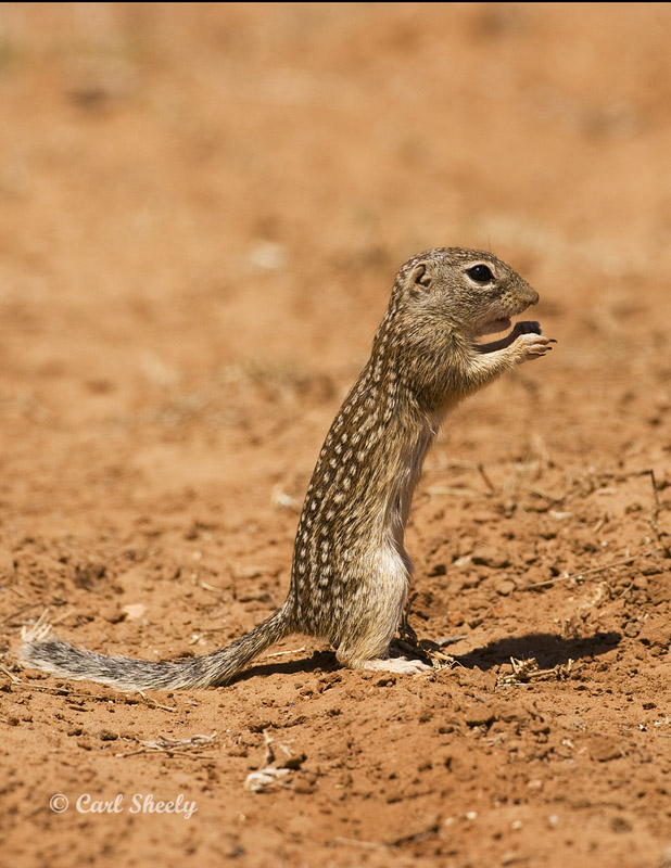Ground Squirrel-2.jpg