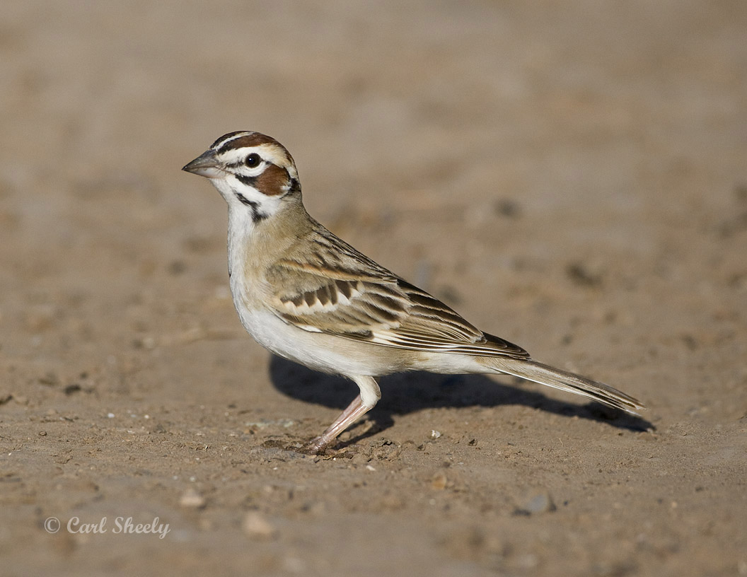 Lark Sparrow-5-SoTex.jpg