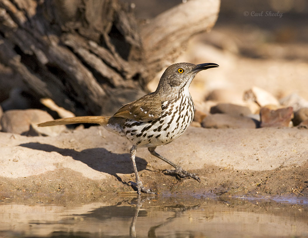 Long-billed Thrasher 5474.jpg