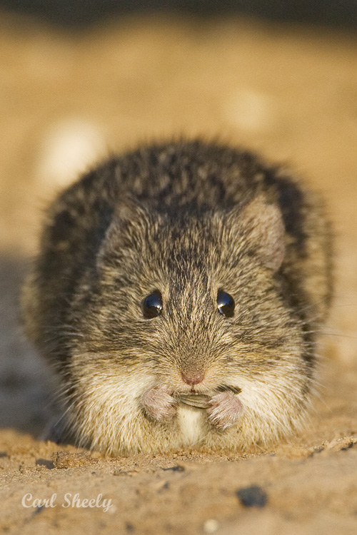 Mouse.jpg