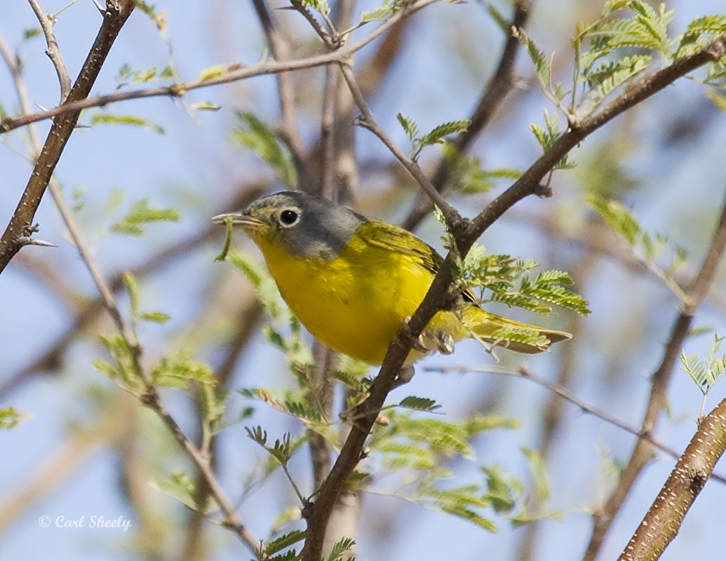 NashvilleWarbler-6.jpg