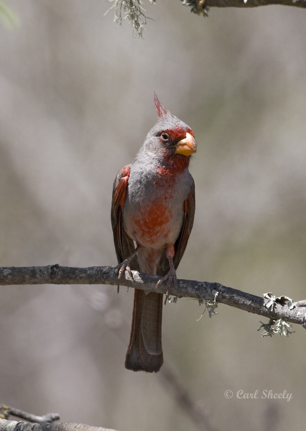 Pyrrhuloxia5832SoTex.jpg