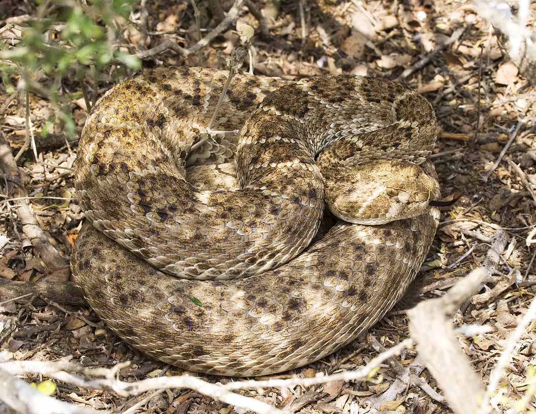 Rattlesnake SoTex.jpg