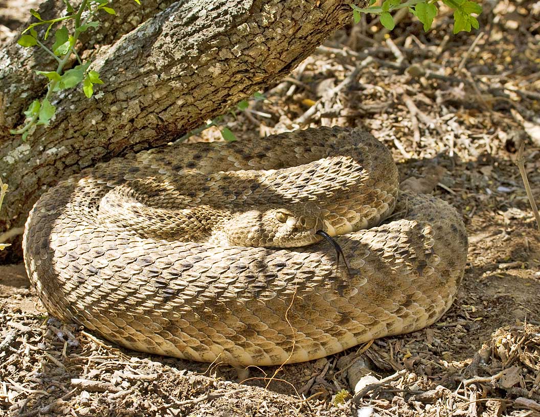 Rattlesnake-SoTex.jpg