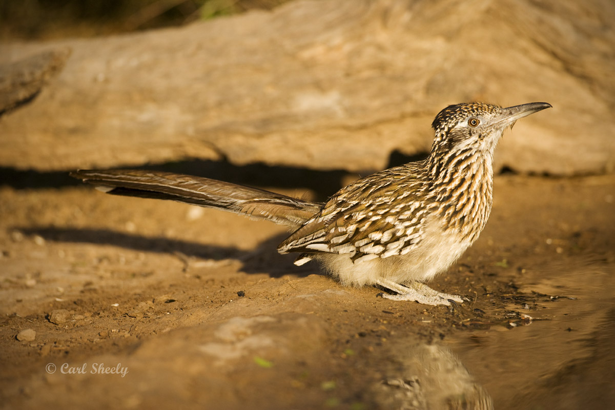 Roadrunner-7-SoTex.jpg