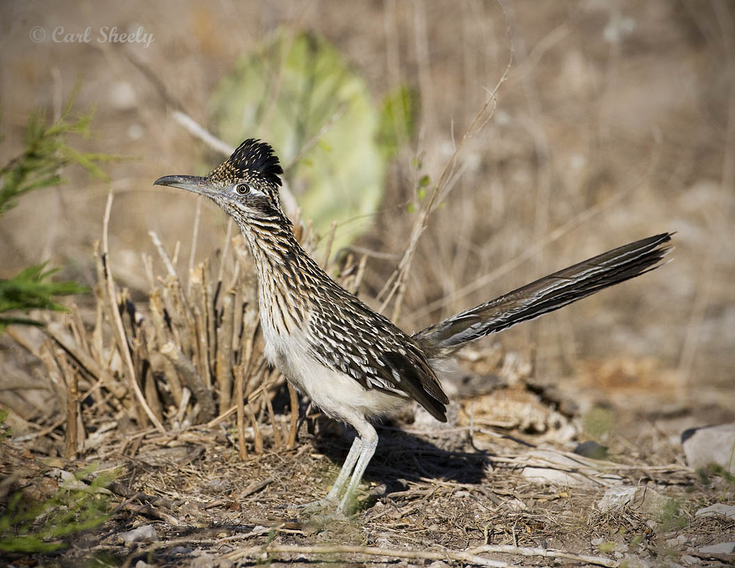 Roadrunner-7032SoTex.jpg