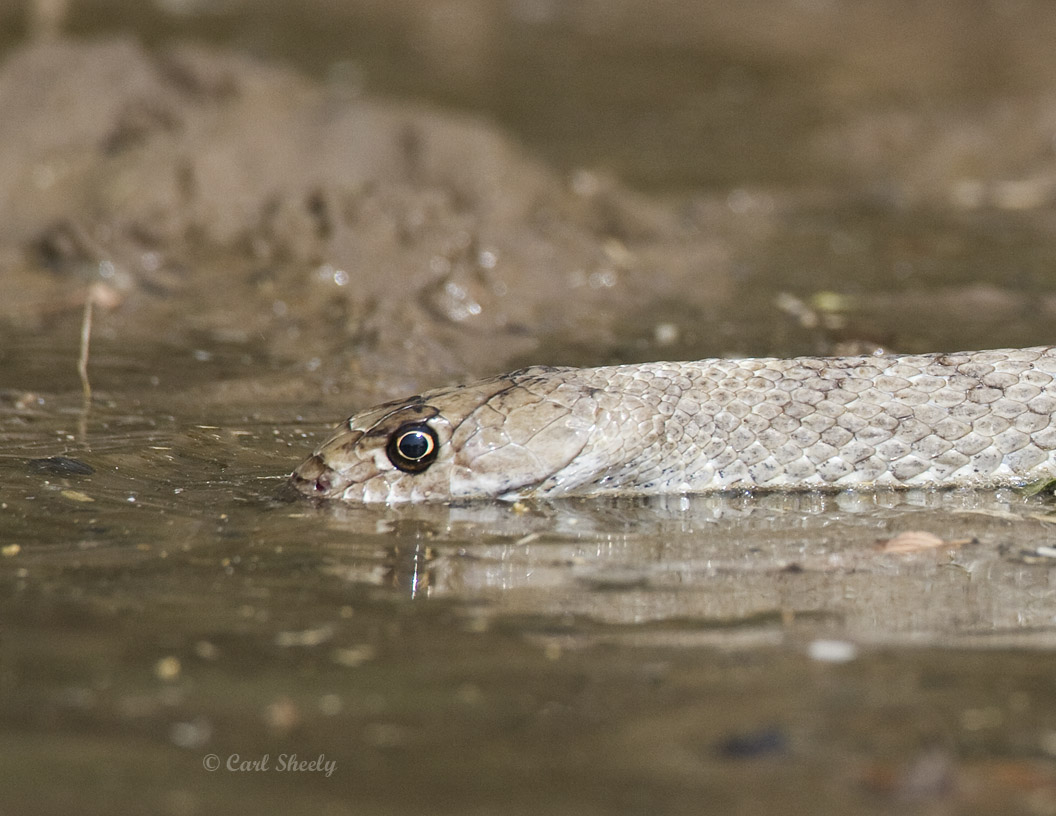 Thirsty Coachwhip.jpg