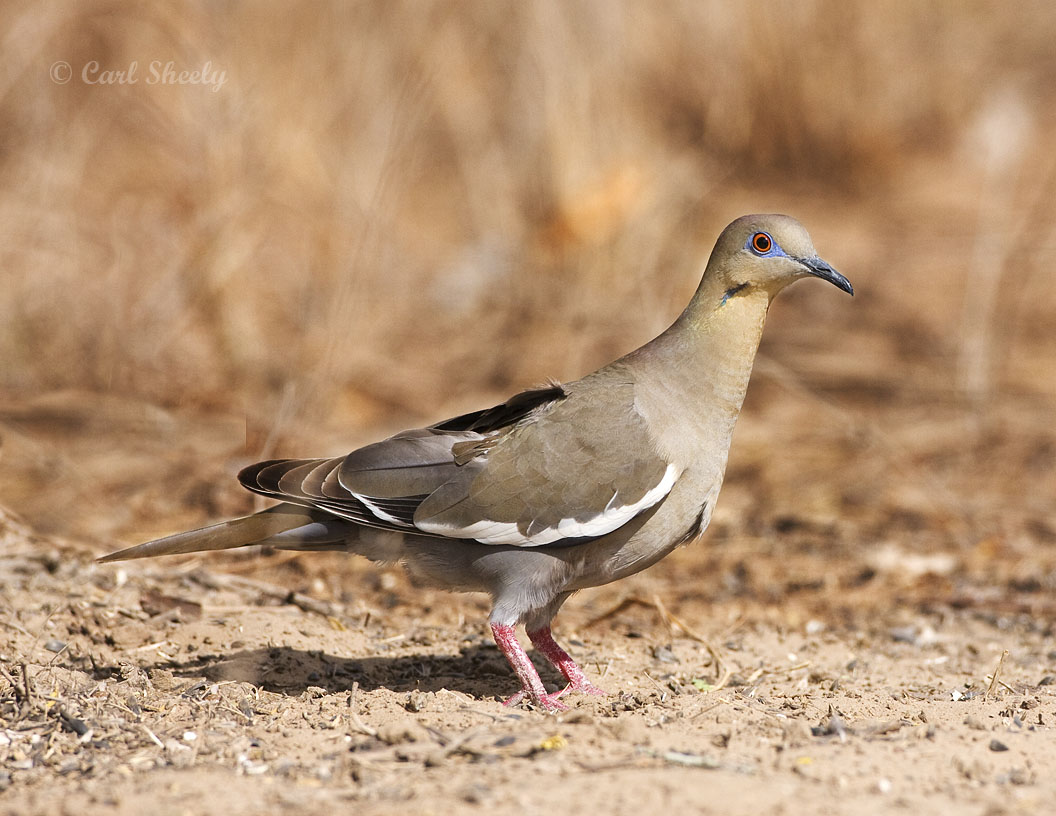 White-winged Dove-4.jpg