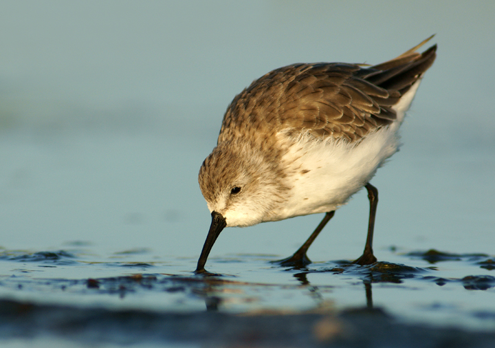 Western Sandpiper
