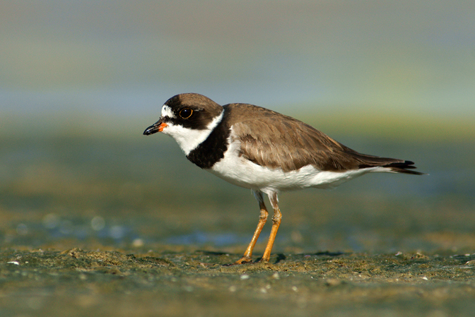 Breeding plumage