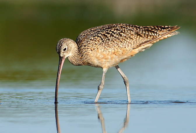 Working the lagoon
