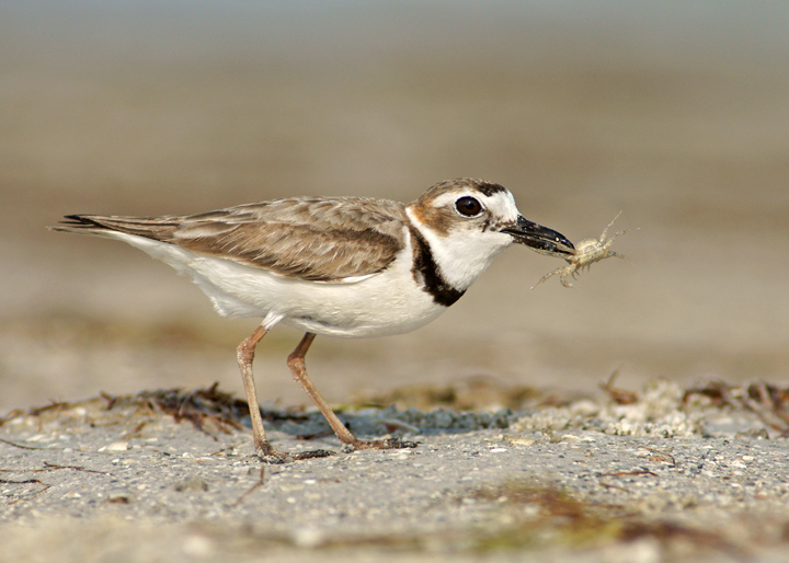 Plovers love crab!