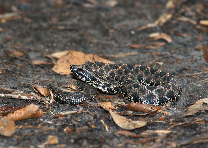 Pygmy Rattlesnake