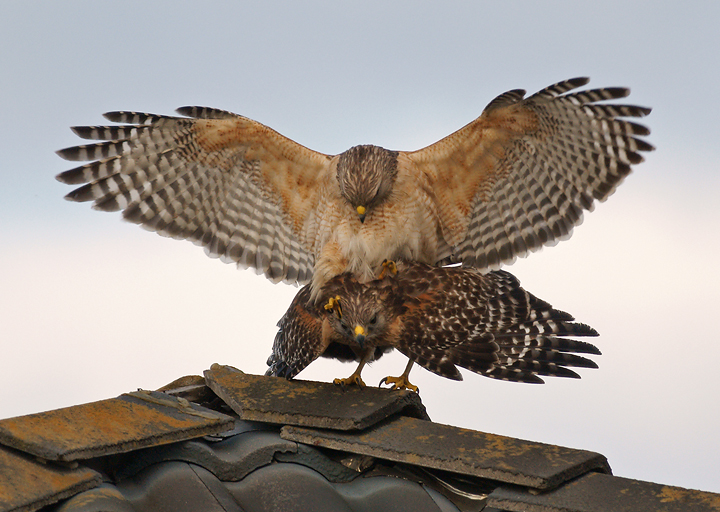 Rooftop rendezvous