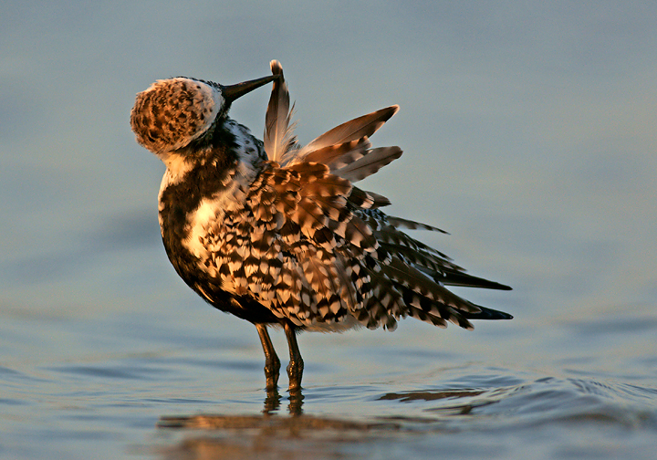 Preening