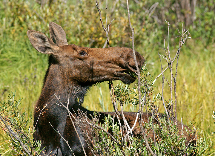 Grazing on willows
