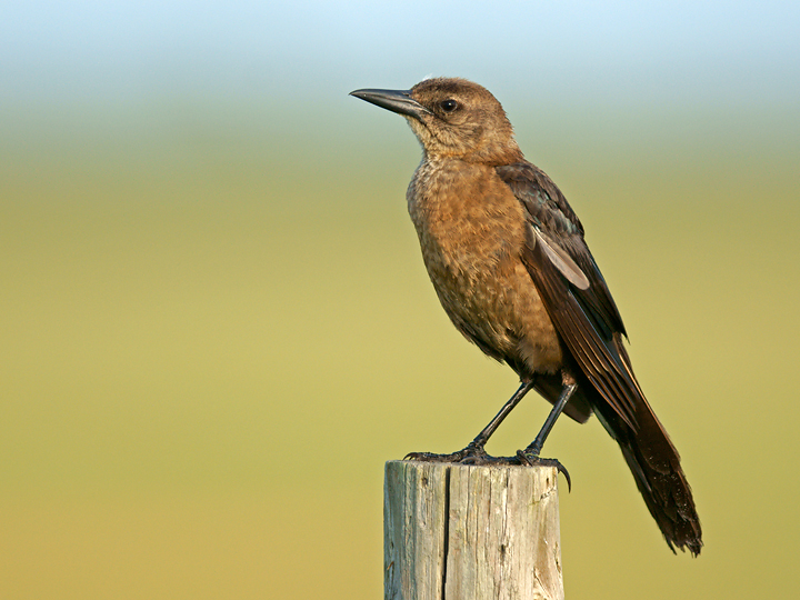 Female Boat-tailed Grackle
