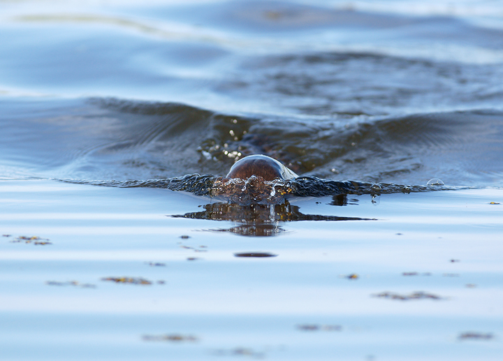 Aquatic predator