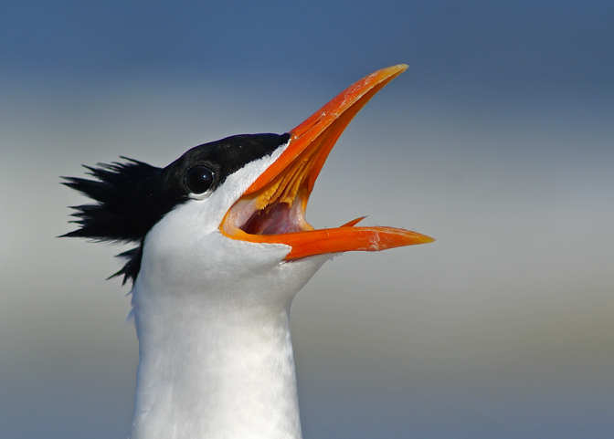 Royal Squawk!