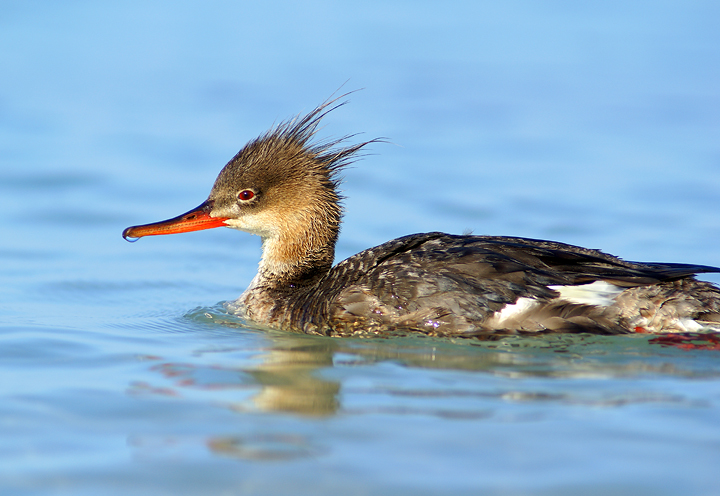 Ms. Red-breasted Merganser