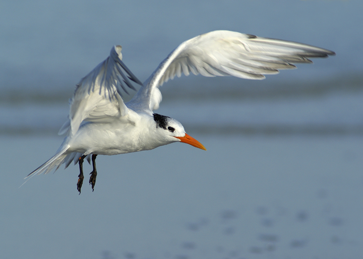 Royal on final approach
