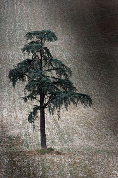The ragged tree