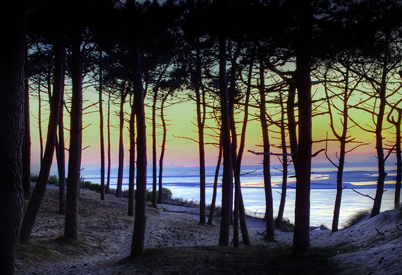 Pinewood view