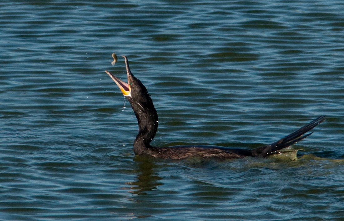 Double Crested Cormorant