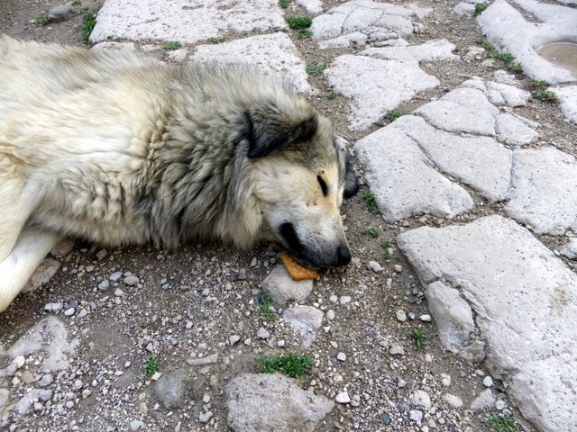 All dogs are loved and fed biscuits even when sleeping